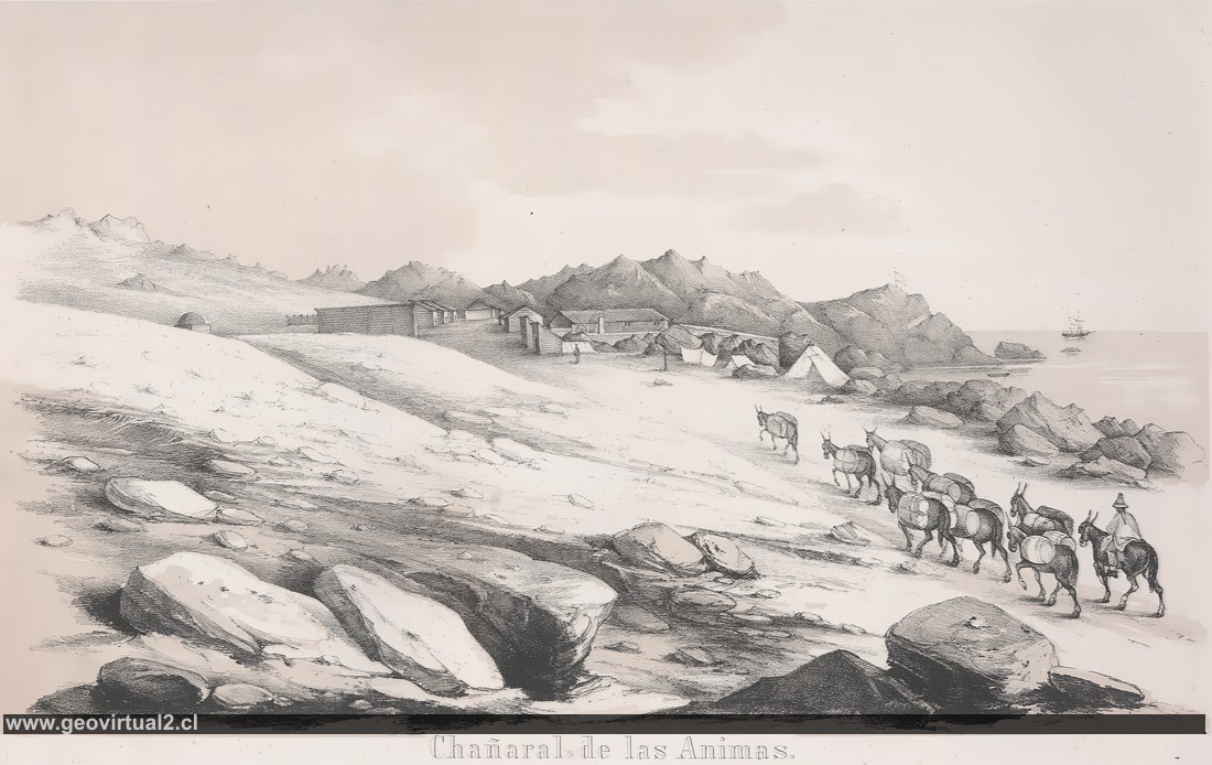 Chañaral de la Animas de R.A.Philippi
