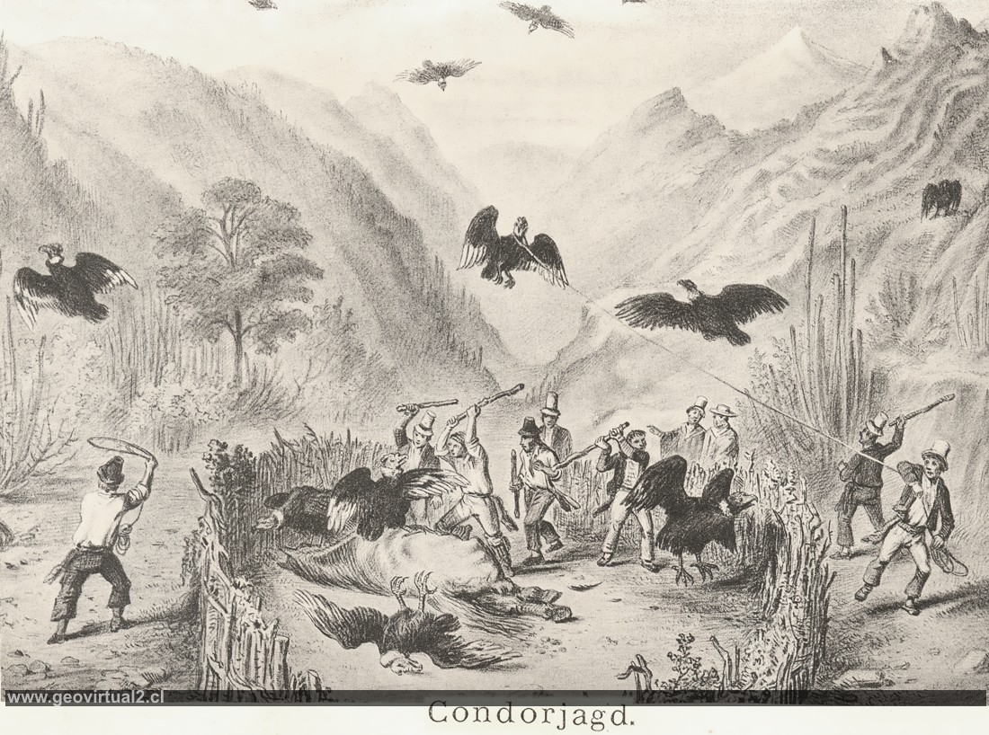 Caza de Condores según Paul Treutler