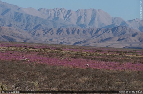 El desierto Florido en Atacama, Chile
