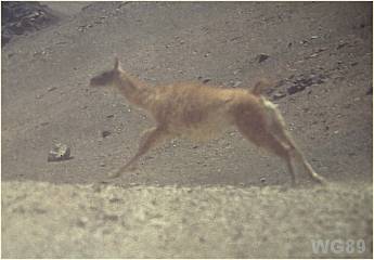 Guanacos