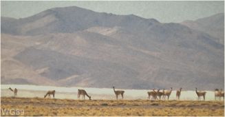 Guanacos 