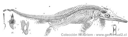 Ichthyosaurier