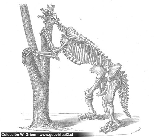 Megatherium de Credner