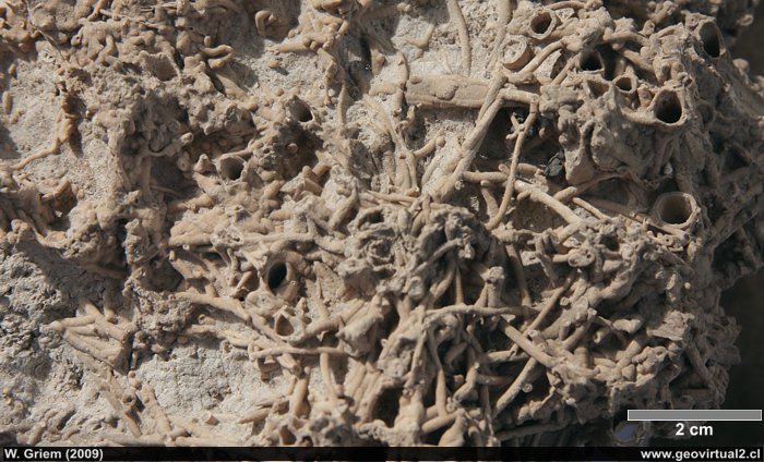 Caliza de agua dulce, Sinter