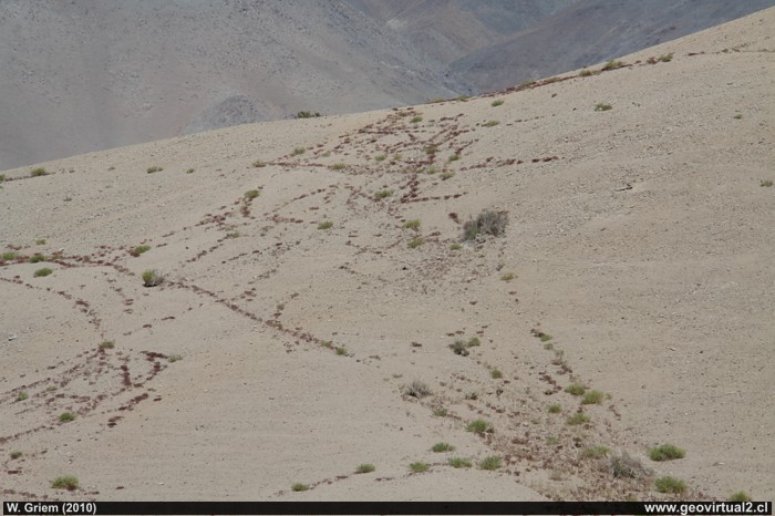 Fracturas tectónicas y vegetación en el desierto Atacama, Chile