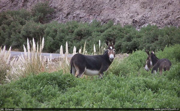 Burros en San Andres, Region de Atacama - Chile