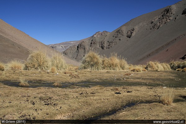 Oase in den chilenischen Anden der Atacama Wüste