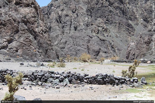 Mostazal de Chañaral Alto, Atacama - Chile