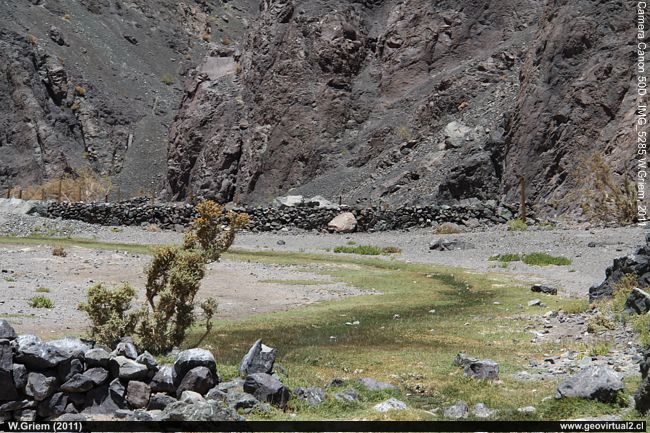 Mostazal de Quebrada Chañaral Alto en Atacama, Chile