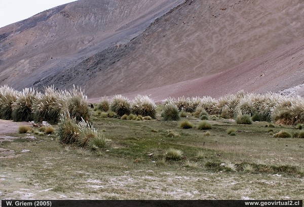 Atacama: Vega Las Juntas, eine Oase in den Chilenischen Anden der Atacama Wüste