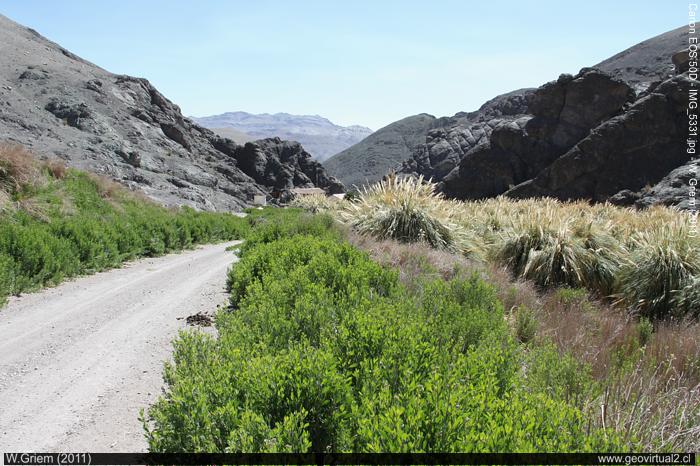 Las Vegas de Chañaral Alto, Desierto de Atacama - Chile
