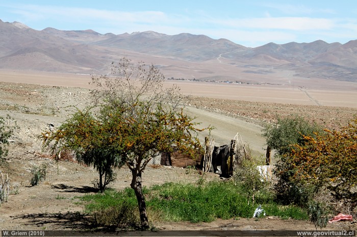 Llano San Pedro con Inca de Oro y majada cerca mina San Pedro - Desierto Atacama, Chile