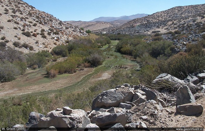 Molle en la Región de Atacama - Chile