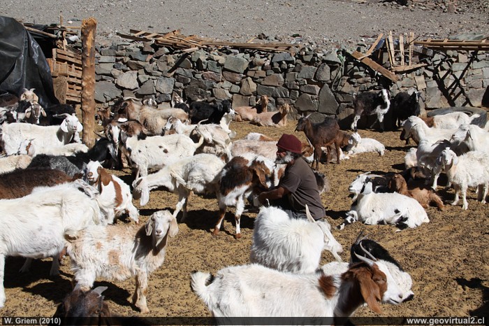 Ziegen in der Atacama-Wüste, Chile eine Majada Ziegen in der Atacama-Wüste, Chile eine Majada