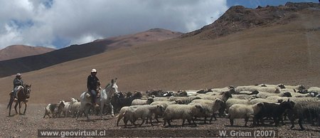 Manada de ovejas en 4000 metros de altura - Atacama, Chile