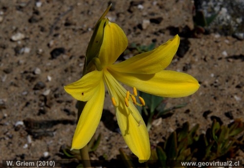 Añañuca Amarilla - desierto de Atacama, Chile