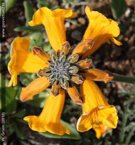 Argylia radiata (Flor del Jote) en la Región Atacama, Chile