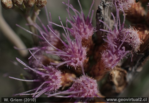Brea - planta del desierto Atacama, Pluchea absinthioides