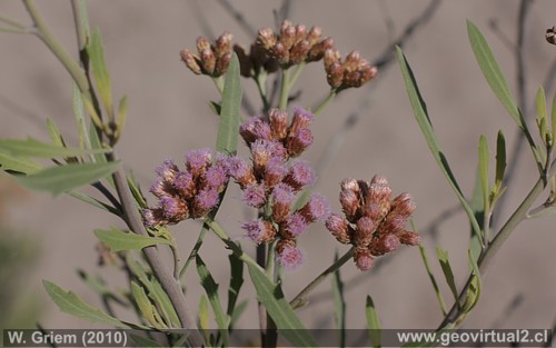 Brea - flor de la brea