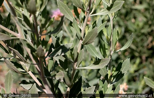 Brea - flora del desierto Atacama, Chile