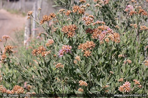 brea en Atacama Brea - flora del desierto de Atacama, Chile