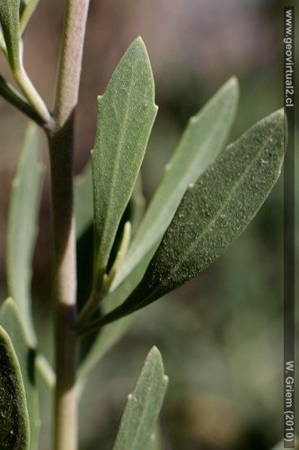 Brea - las hojas de la Brea