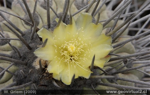 Cactus en Atacama: Copiapoa