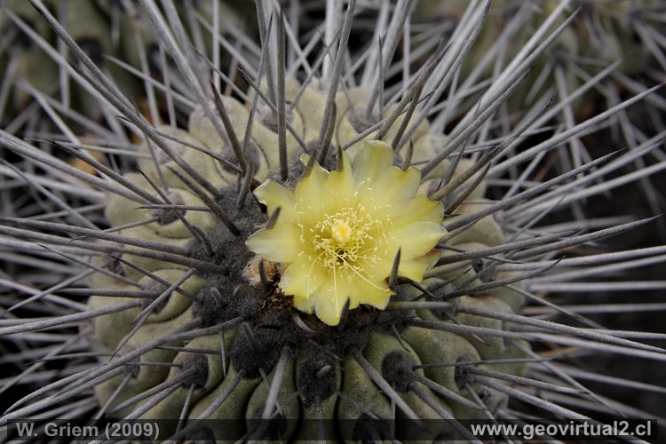 Cactus Copiapoa: Plantas del desierto de Atacama - Chile
