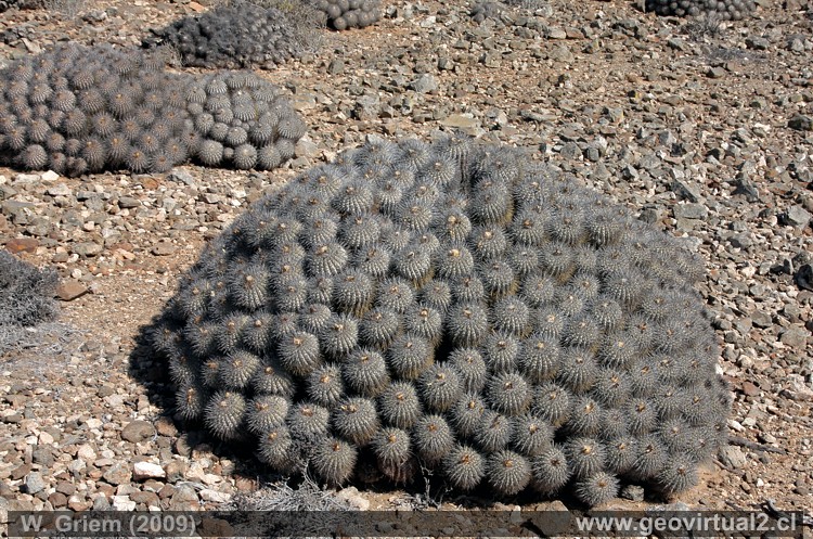 Cactus Copiapoa: Plantas del desierto de Atacama - Chile