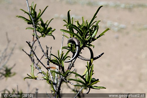 Cuerno de Cabra - Skytanthus acutus Meyen en Atacama, Chile