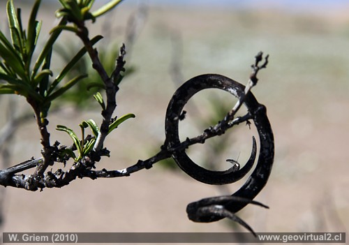 Cuerno de Cabra en el desierto Atacama (flora en Atacama)