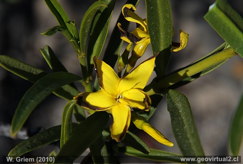 Flor del Cuerno de la Cabra en el desierto Atacama