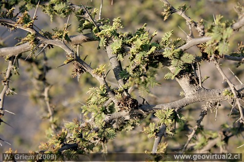 Espino, Acacia caven (Mol.) - flora de Atacama