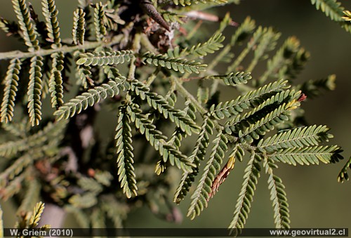 Espino - flora del desierto de Atacama