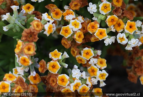 Heliotropium floridum en el desierto Atacama, Chile