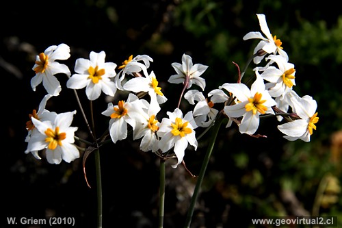 Leucocoryne appendiculata Phil o Huilli de Atacama, Chile