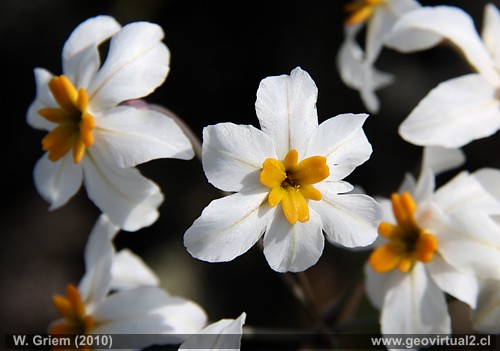 Huilli - Leucocoryne appendiculata - Liliaceae en Atacama, Chile