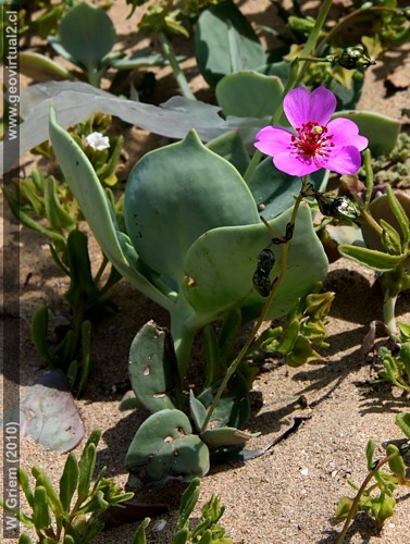Planta de Pata de Guanaco en el Desierto de Atacama, Chile