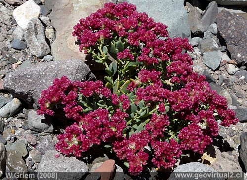 Philippiamra - planta del desierto de Atacama