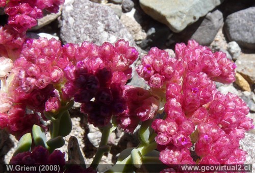 Philippiamra - planta del desierto de Atacama