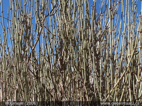 Pingo Pingo - Ephedra chilensis