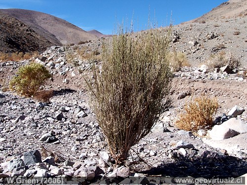 Pingo Pingo - Ephedra chilensis