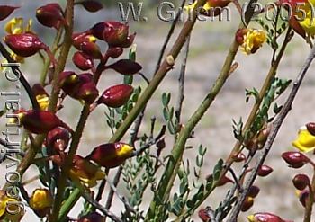 La planta Retamilla; flora en el desierto Atacama