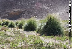 Typische Vega, eine Oase in der Atacama Wüste, Chile