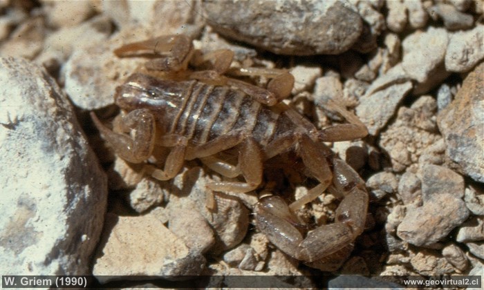 Escorpion o alacran en el desierto de Atacama - Chile