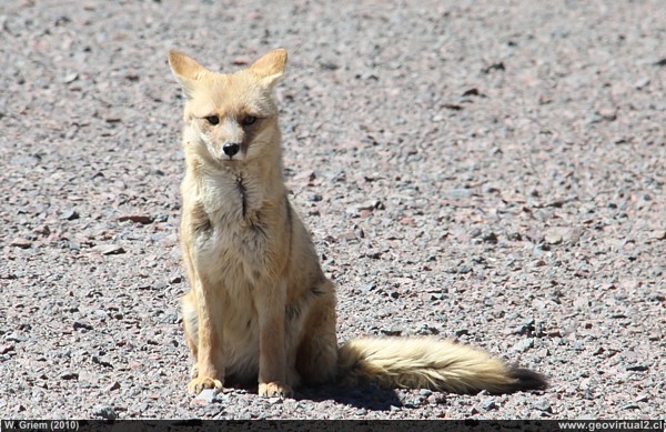 Zorro del desierto en la cordillera de Atacama, Chile
