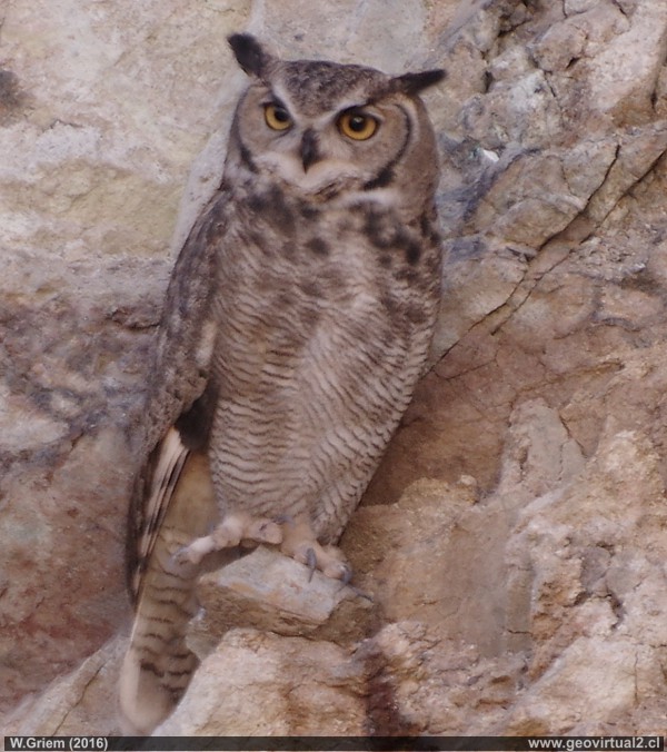 Buho en el desierto de Atacama, Chile