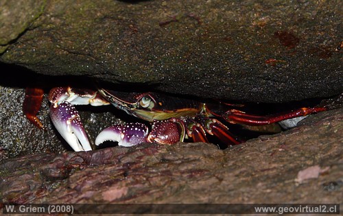 Cangrejo - crustacea