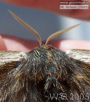 Mariposa nocturna - detalle