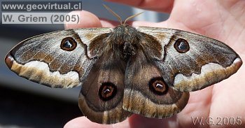 Foto: Mariposa nocturna (Atacama / Chile)